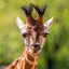 El Giraffe