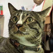 น้องแงว