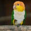 lorito