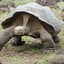 HungryTortoise