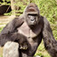 1 Gorilla