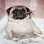 mops mentality