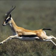 GaZelle