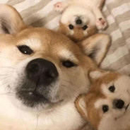 贷款刷火箭的乌鸡哥