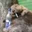 a drunk bober