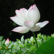 扎辫子的师兄不是艺术家O(∩_∩)O~