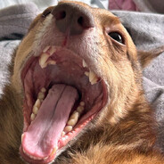 Смертонозная каз