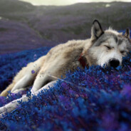 Relax.Wolf