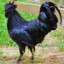 black cock