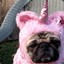 Pugicorn