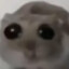 ffevni