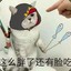 裴大