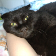 whynotkilllllll123_km/h peek