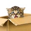 STRESSED CAT IN A BOX