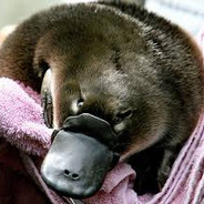 MrPlatypus :P avatar