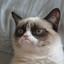 BOT GrumpyCat