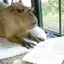 domador de capybaras