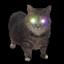 Coolcat77