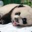 BabyPanda