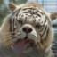 Tigre con down