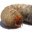 Grub