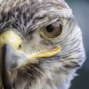 YanCur Asta Ɑ͞ ̶͞ ̶͞ ﻝ