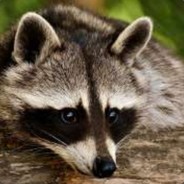 rAgalikK #Libertyrust