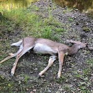 Dead Deer