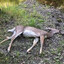 Dead Deer