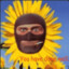 sunflower spy