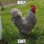 Rooster