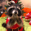 ♥♥♥ raccoonUwU 🦝