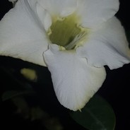 GoldenLily1