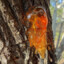 tree sap