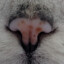 Cats Nose