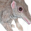 Morganucodon