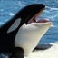 Orca