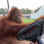 Orangutan