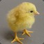 chick