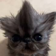 твой ебырь - steam id 76561199515628893