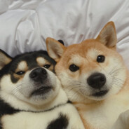 需要我帮倒忙吗