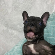 👉🐷🐷🐷🐷🐷🐷🐷🐷🐷🐷🐷🐷🐷👈