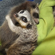 Енотик-Сурикат