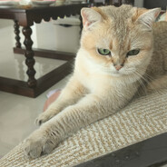 煤球和招财的爹