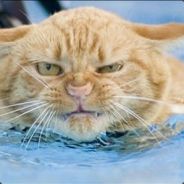 老虎还是猫