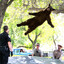 TranquilizedBear