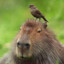 capybara