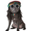 DOG MARLEY