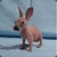 Unfluffy_Bunny