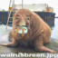 Walrus Breen